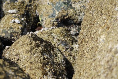 Grapsus tenuicrustatus yengeci Nisan ayında Khor Fakkan Sahili 'nde Umman Körfezi yakınlarındaki kayalara tırmanır. Grapsus tenuicrustatus (İnce kabuklu kaya yengeci, Natal lightfoot crab), başsız kabuklu bir yengeç türüdür. Khor Fakkan, Sharjah, BAE. 