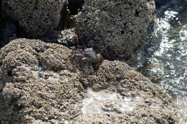 Grapsus tenuicrustatus yengeci Nisan ayında Khor Fakkan Sahili 'nde Umman Körfezi yakınlarındaki kayalara tırmanır. Grapsus tenuicrustatus (İnce kabuklu kaya yengeci, Natal lightfoot crab), başsız kabuklu bir yengeç türüdür. Khor Fakkan, Sharjah, BAE. 