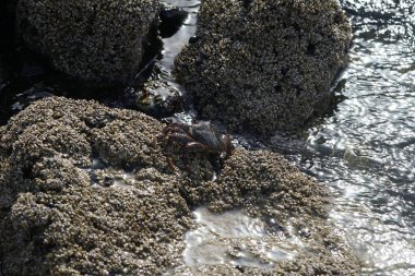 Grapsus tenuicrustatus yengeci Nisan ayında Khor Fakkan Sahili 'nde Umman Körfezi yakınlarındaki kayalara tırmanır. Grapsus tenuicrustatus (İnce kabuklu kaya yengeci, Natal lightfoot crab), başsız kabuklu bir yengeç türüdür. Khor Fakkan, Sharjah, BAE. 