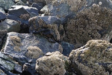 Grapsus tenuicrustatus yengeci Nisan ayında Khor Fakkan Sahili 'nde Umman Körfezi yakınlarındaki kayalara tırmanır. Grapsus tenuicrustatus (İnce kabuklu kaya yengeci, Natal lightfoot crab), başsız kabuklu bir yengeç türüdür. Khor Fakkan, Sharjah, BAE.                        