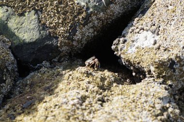 Grapsus tenuicrustatus yengeci Nisan ayında Khor Fakkan Sahili 'nde Umman Körfezi yakınlarındaki kayalara tırmanır. Grapsus tenuicrustatus (İnce kabuklu kaya yengeci, Natal lightfoot crab), başsız kabuklu bir yengeç türüdür. Khor Fakkan, Sharjah, BAE.                        