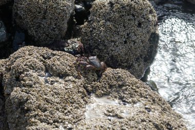 Grapsus tenuicrustatus yengeci Nisan ayında Khor Fakkan Sahili 'nde Umman Körfezi yakınlarındaki kayalara tırmanır. Grapsus tenuicrustatus (İnce kabuklu kaya yengeci, Natal lightfoot crab), başsız kabuklu bir yengeç türüdür. Khor Fakkan, Sharjah, BAE.                        