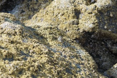 Grapsus tenuicrustatus yengeci Nisan ayında Khor Fakkan Sahili 'nde Umman Körfezi yakınlarındaki kayalara tırmanır. Grapsus tenuicrustatus (İnce kabuklu kaya yengeci, Natal lightfoot crab), başsız kabuklu bir yengeç türüdür. Khor Fakkan, Sharjah, BAE.                        