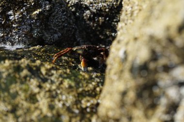 Grapsus tenuicrustatus yengeci Nisan ayında Khor Fakkan Sahili 'nde Umman Körfezi yakınlarındaki kayalara tırmanır. Grapsus tenuicrustatus (İnce kabuklu kaya yengeci, Natal lightfoot crab), başsız kabuklu bir yengeç türüdür. Khor Fakkan, Sharjah, BAE.                        