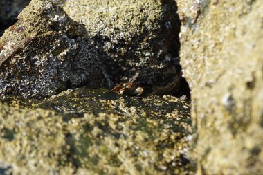 Grapsus tenuicrustatus yengeci Nisan ayında Khor Fakkan Sahili 'nde Umman Körfezi yakınlarındaki kayalara tırmanır. Grapsus tenuicrustatus (İnce kabuklu kaya yengeci, Natal lightfoot crab), başsız kabuklu bir yengeç türüdür. Khor Fakkan, Sharjah, BAE.                        