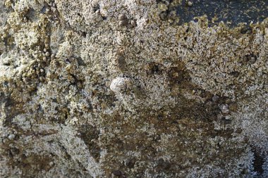 Grapsus tenuicrustatus yengeçleri Nisan ayında Khor Fakkan Sahili 'ndeki Umman Körfezi yakınlarındaki kayalara tırmanır. Grapsus tenuicrustatus (İnce kabuklu kaya yengeci, Natal lightfoot crab), başsız kabuklu bir yengeç türüdür. Khor Fakkan, Sharjah, BAE.                       