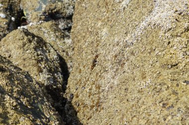 Grapsus tenuicrustatus yengeci Nisan ayında Khor Fakkan Sahili 'nde Umman Körfezi yakınlarındaki kayalara tırmanır. Grapsus tenuicrustatus (İnce kabuklu kaya yengeci, Natal lightfoot crab), başsız kabuklu bir yengeç türüdür. Khor Fakkan, Sharjah, BAE.                        