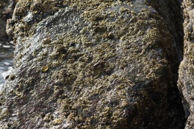 Grapsus tenuicrustatus yengeci Nisan ayında Khor Fakkan Sahili 'nde Umman Körfezi yakınlarındaki kayalara tırmanır. Grapsus tenuicrustatus (İnce kabuklu kaya yengeci, Natal lightfoot crab), başsız kabuklu bir yengeç türüdür. Khor Fakkan, Sharjah, BAE.                        