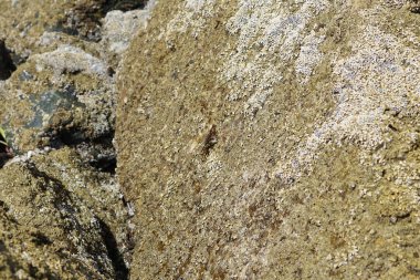 Grapsus tenuicrustatus yengeci Nisan ayında Khor Fakkan Sahili 'nde Umman Körfezi yakınlarındaki kayalara tırmanır. Grapsus tenuicrustatus (İnce kabuklu kaya yengeci, Natal lightfoot crab), başsız kabuklu bir yengeç türüdür. Khor Fakkan, Sharjah, BAE.                        