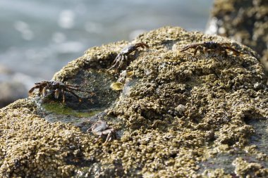 Grapsus tenuicrustatus yengeçleri Nisan ayında Khor Fakkan Sahili 'ndeki Umman Körfezi yakınlarındaki kayalara tırmanır. Grapsus tenuicrustatus (İnce kabuklu kaya yengeci, Natal lightfoot crab), başsız kabuklu bir yengeç türüdür. Khor Fakkan, Sharjah, BAE.                       