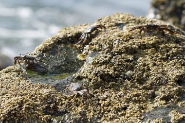 Grapsus tenuicrustatus yengeçleri Nisan ayında Khor Fakkan Sahili 'ndeki Umman Körfezi yakınlarındaki kayalara tırmanır. Grapsus tenuicrustatus (İnce kabuklu kaya yengeci, Natal lightfoot crab), başsız kabuklu bir yengeç türüdür. Khor Fakkan, Sharjah, BAE.                       