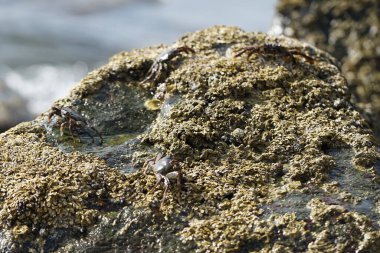 Grapsus tenuicrustatus yengeçleri Nisan ayında Khor Fakkan Sahili 'ndeki Umman Körfezi yakınlarındaki kayalara tırmanır. Grapsus tenuicrustatus (İnce kabuklu kaya yengeci, Natal lightfoot crab), başsız kabuklu bir yengeç türüdür. Khor Fakkan, Sharjah, BAE.                       