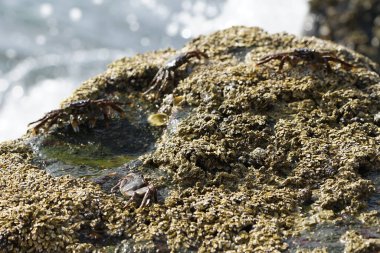 Grapsus tenuicrustatus yengeçleri Nisan ayında Khor Fakkan Sahili 'ndeki Umman Körfezi yakınlarındaki kayalara tırmanır. Grapsus tenuicrustatus (İnce kabuklu kaya yengeci, Natal lightfoot crab), başsız kabuklu bir yengeç türüdür. Khor Fakkan, Sharjah, BAE.                       