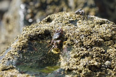 Grapsus tenuicrustatus yengeçleri Nisan ayında Khor Fakkan Sahili 'ndeki Umman Körfezi yakınlarındaki kayalara tırmanır. Grapsus tenuicrustatus (İnce kabuklu kaya yengeci, Natal lightfoot crab), başsız kabuklu bir yengeç türüdür. Khor Fakkan, Sharjah, BAE.                       
