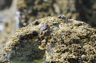 Grapsus tenuicrustatus yengeçleri Nisan ayında Khor Fakkan Sahili 'ndeki Umman Körfezi yakınlarındaki kayalara tırmanır. Grapsus tenuicrustatus (İnce kabuklu kaya yengeci, Natal lightfoot crab), başsız kabuklu bir yengeç türüdür. Khor Fakkan, Sharjah, BAE.                       