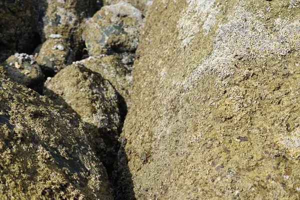 Grapsus tenuicrustatus yengeçleri Nisan ayında Khor Fakkan Sahili 'ndeki Umman Körfezi yakınlarındaki kayalara tırmanır. Grapsus tenuicrustatus (İnce kabuklu kaya yengeci, Natal lightfoot crab), başsız kabuklu bir yengeç türüdür. Khor Fakkan, Sharjah, BAE.  