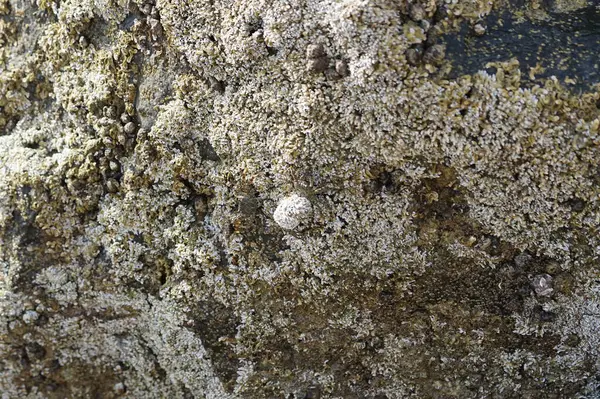 Grapsus tenuicrustatus yengeçleri Nisan ayında Khor Fakkan Sahili 'ndeki Umman Körfezi yakınlarındaki kayalara tırmanır. Grapsus tenuicrustatus (İnce kabuklu kaya yengeci, Natal lightfoot crab), başsız kabuklu bir yengeç türüdür. Khor Fakkan, Sharjah, BAE. 