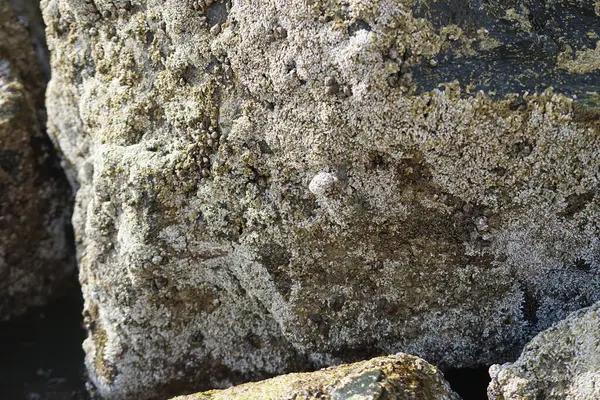 Grapsus tenuicrustatus yengeçleri Nisan ayında Khor Fakkan Sahili 'ndeki Umman Körfezi yakınlarındaki kayalara tırmanır. Grapsus tenuicrustatus (İnce kabuklu kaya yengeci, Natal lightfoot crab), başsız kabuklu bir yengeç türüdür. Khor Fakkan, Sharjah, BAE. 