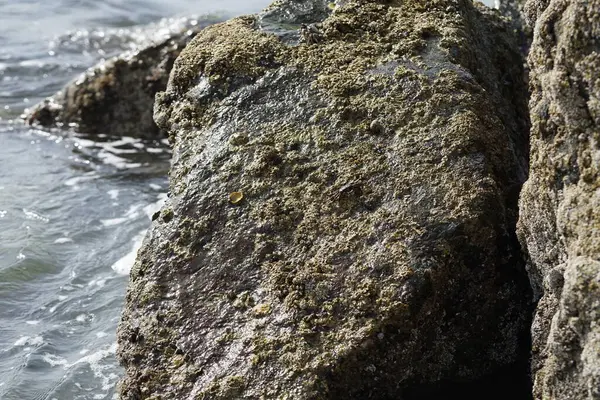 Grapsus tenuicrustatus yengeci Nisan ayında Khor Fakkan Sahili 'nde Umman Körfezi yakınlarındaki kayalara tırmanır. Grapsus tenuicrustatus (İnce kabuklu kaya yengeci, Natal lightfoot crab), başsız kabuklu bir yengeç türüdür. Khor Fakkan, Sharjah, BAE. 