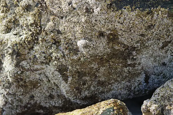 Grapsus tenuicrustatus yengeci Nisan ayında Khor Fakkan Sahili 'nde Umman Körfezi yakınlarındaki kayalara tırmanır. Grapsus tenuicrustatus (İnce kabuklu kaya yengeci, Natal lightfoot crab), başsız kabuklu bir yengeç türüdür. Khor Fakkan, Sharjah, BAE. 