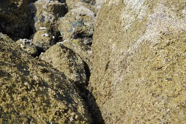 Grapsus tenuicrustatus yengeci Nisan ayında Khor Fakkan Sahili 'nde Umman Körfezi yakınlarındaki kayalara tırmanır. Grapsus tenuicrustatus (İnce kabuklu kaya yengeci, Natal lightfoot crab), başsız kabuklu bir yengeç türüdür. Khor Fakkan, Sharjah, BAE. 