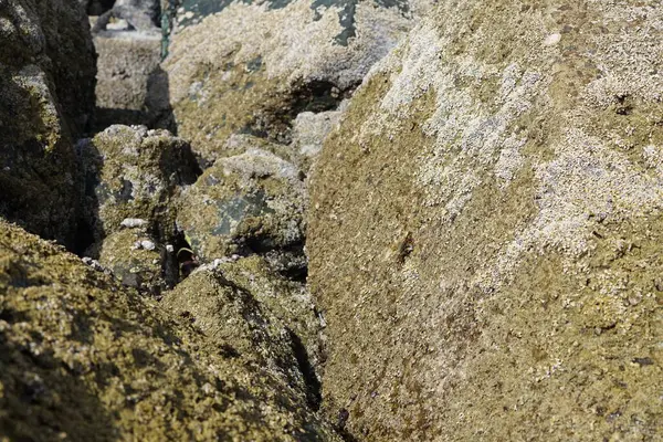 Grapsus tenuicrustatus yengeci Nisan ayında Khor Fakkan Sahili 'nde Umman Körfezi yakınlarındaki kayalara tırmanır. Grapsus tenuicrustatus (İnce kabuklu kaya yengeci, Natal lightfoot crab), başsız kabuklu bir yengeç türüdür. Khor Fakkan, Sharjah, BAE. 