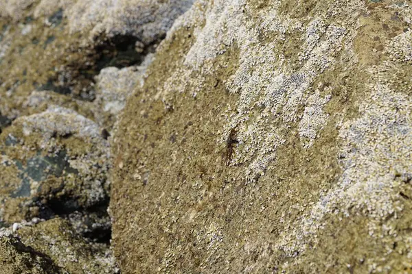 Grapsus tenuicrustatus yengeci Nisan ayında Khor Fakkan Sahili 'nde Umman Körfezi yakınlarındaki kayalara tırmanır. Grapsus tenuicrustatus (İnce kabuklu kaya yengeci, Natal lightfoot crab), başsız kabuklu bir yengeç türüdür. Khor Fakkan, Sharjah, BAE. 