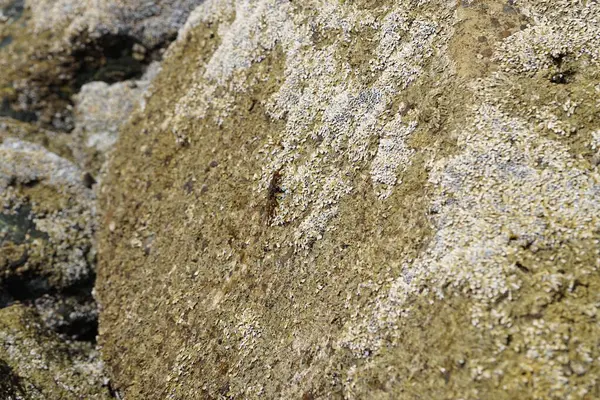 Grapsus tenuicrustatus yengeci Nisan ayında Khor Fakkan Sahili 'nde Umman Körfezi yakınlarındaki kayalara tırmanır. Grapsus tenuicrustatus (İnce kabuklu kaya yengeci, Natal lightfoot crab), başsız kabuklu bir yengeç türüdür. Khor Fakkan, Sharjah, BAE. 