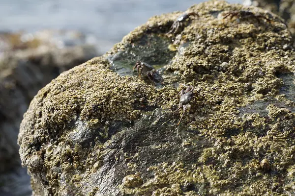 Grapsus tenuicrustatus yengeçleri Nisan ayında Khor Fakkan Sahili 'ndeki Umman Körfezi yakınlarındaki kayalara tırmanır. Grapsus tenuicrustatus (İnce kabuklu kaya yengeci, Natal lightfoot crab), başsız kabuklu bir yengeç türüdür. Khor Fakkan, Sharjah, BAE. 