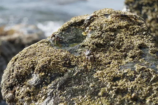 Grapsus tenuicrustatus yengeçleri Nisan ayında Khor Fakkan Sahili 'ndeki Umman Körfezi yakınlarındaki kayalara tırmanır. Grapsus tenuicrustatus (İnce kabuklu kaya yengeci, Natal lightfoot crab), başsız kabuklu bir yengeç türüdür. Khor Fakkan, Sharjah, BAE. 