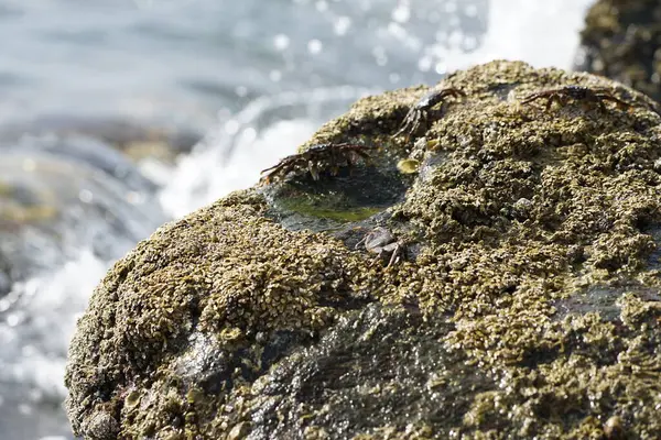 Grapsus tenuicrustatus yengeçleri Nisan ayında Khor Fakkan Sahili 'ndeki Umman Körfezi yakınlarındaki kayalara tırmanır. Grapsus tenuicrustatus (İnce kabuklu kaya yengeci, Natal lightfoot crab), başsız kabuklu bir yengeç türüdür. Khor Fakkan, Sharjah, BAE. 