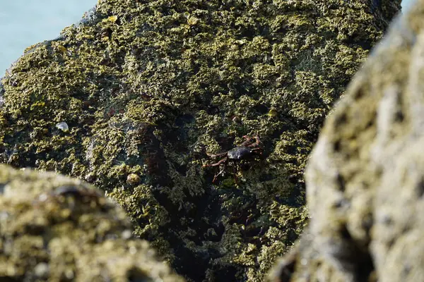 Grapsus tenuicrustatus yengeci Nisan ayında Khor Fakkan Sahili 'nde Umman Körfezi yakınlarındaki kayalara tırmanır. Grapsus tenuicrustatus (İnce kabuklu kaya yengeci, Natal lightfoot crab), başsız kabuklu bir yengeç türüdür. Khor Fakkan, Sharjah, BAE. 