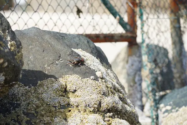 Grapsus tenuicrustatus yengeci Nisan ayında Khor Fakkan Sahili 'nde Umman Körfezi yakınlarındaki kayalara tırmanır. Grapsus tenuicrustatus (İnce kabuklu kaya yengeci, Natal lightfoot crab), başsız kabuklu bir yengeç türüdür. Khor Fakkan, Sharjah, BAE. 