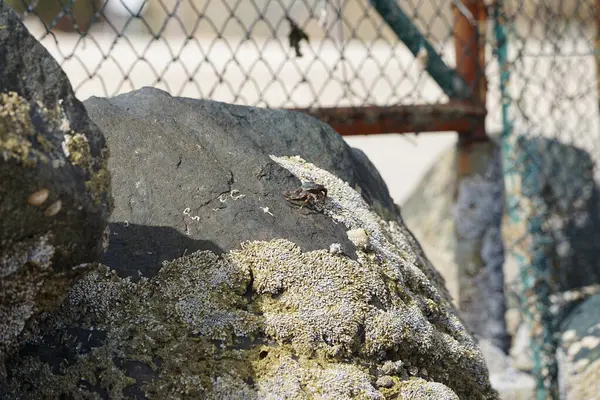 Grapsus tenuicrustatus yengeci Nisan ayında Khor Fakkan Sahili 'nde Umman Körfezi yakınlarındaki kayalara tırmanır. Grapsus tenuicrustatus (İnce kabuklu kaya yengeci, Natal lightfoot crab), başsız kabuklu bir yengeç türüdür. Khor Fakkan, Sharjah, BAE. 