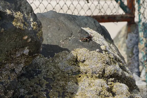 Grapsus tenuicrustatus yengeci Nisan ayında Khor Fakkan Sahili 'nde Umman Körfezi yakınlarındaki kayalara tırmanır. Grapsus tenuicrustatus (İnce kabuklu kaya yengeci, Natal lightfoot crab), başsız kabuklu bir yengeç türüdür. Khor Fakkan, Sharjah, BAE. 