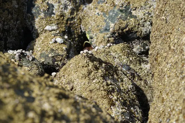 Grapsus tenuicrustatus yengeci Nisan ayında Khor Fakkan Sahili 'nde Umman Körfezi yakınlarındaki kayalara tırmanır. Grapsus tenuicrustatus (İnce kabuklu kaya yengeci, Natal lightfoot crab), başsız kabuklu bir yengeç türüdür. Khor Fakkan, Sharjah, BAE. 