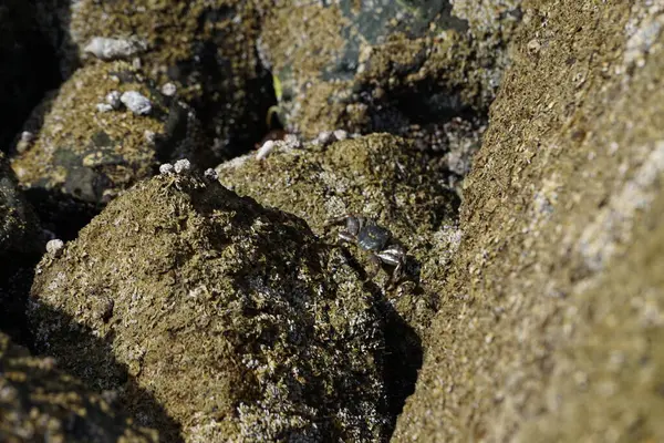 Grapsus tenuicrustatus yengeci Nisan ayında Khor Fakkan Sahili 'nde Umman Körfezi yakınlarındaki kayalara tırmanır. Grapsus tenuicrustatus (İnce kabuklu kaya yengeci, Natal lightfoot crab), başsız kabuklu bir yengeç türüdür. Khor Fakkan, Sharjah, BAE. 