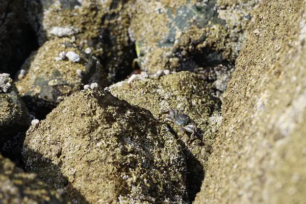 Grapsus tenuicrustatus yengeci Nisan ayında Khor Fakkan Sahili 'nde Umman Körfezi yakınlarındaki kayalara tırmanır. Grapsus tenuicrustatus (İnce kabuklu kaya yengeci, Natal lightfoot crab), başsız kabuklu bir yengeç türüdür. Khor Fakkan, Sharjah, BAE. 