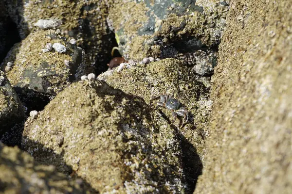 Grapsus tenuicrustatus yengeci Nisan ayında Khor Fakkan Sahili 'nde Umman Körfezi yakınlarındaki kayalara tırmanır. Grapsus tenuicrustatus (İnce kabuklu kaya yengeci, Natal lightfoot crab), başsız kabuklu bir yengeç türüdür. Khor Fakkan, Sharjah, BAE. 