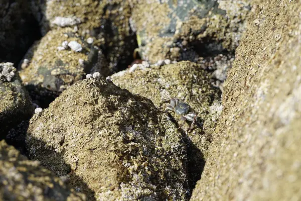 Grapsus tenuicrustatus yengeci Nisan ayında Khor Fakkan Sahili 'nde Umman Körfezi yakınlarındaki kayalara tırmanır. Grapsus tenuicrustatus (İnce kabuklu kaya yengeci, Natal lightfoot crab), başsız kabuklu bir yengeç türüdür. Khor Fakkan, Sharjah, BAE. 