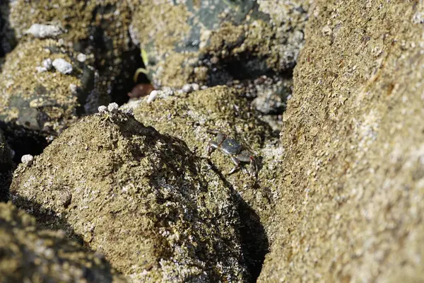 Grapsus tenuicrustatus yengeci Nisan ayında Khor Fakkan Sahili 'nde Umman Körfezi yakınlarındaki kayalara tırmanır. Grapsus tenuicrustatus (İnce kabuklu kaya yengeci, Natal lightfoot crab), başsız kabuklu bir yengeç türüdür. Khor Fakkan, Sharjah, BAE. 