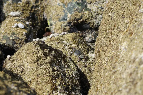 Grapsus tenuicrustatus yengeci Nisan ayında Khor Fakkan Sahili 'nde Umman Körfezi yakınlarındaki kayalara tırmanır. Grapsus tenuicrustatus (İnce kabuklu kaya yengeci, Natal lightfoot crab), başsız kabuklu bir yengeç türüdür. Khor Fakkan, Sharjah, BAE. 