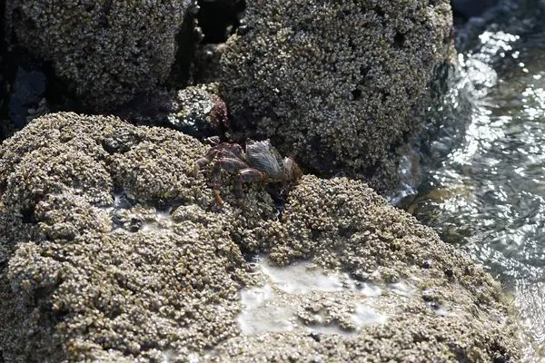 Grapsus tenuicrustatus yengeci Nisan ayında Khor Fakkan Sahili 'nde Umman Körfezi yakınlarındaki kayalara tırmanır. Grapsus tenuicrustatus (İnce kabuklu kaya yengeci, Natal lightfoot crab), başsız kabuklu bir yengeç türüdür. Khor Fakkan, Sharjah, BAE. 