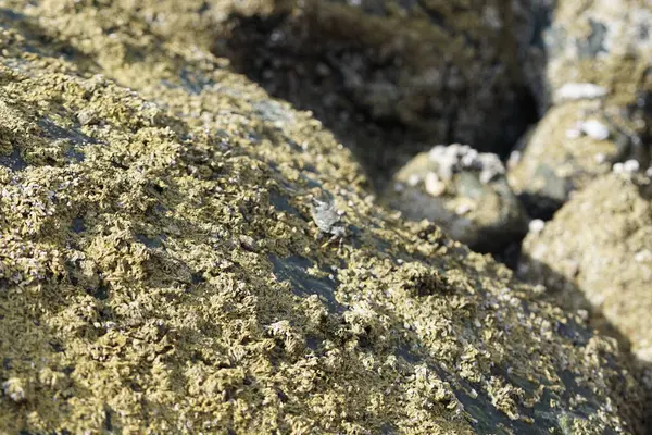 Grapsus tenuicrustatus yengeci Nisan ayında Khor Fakkan Sahili 'nde Umman Körfezi yakınlarındaki kayalara tırmanır. Grapsus tenuicrustatus (İnce kabuklu kaya yengeci, Natal lightfoot crab), başsız kabuklu bir yengeç türüdür. Khor Fakkan, Sharjah, BAE.                        