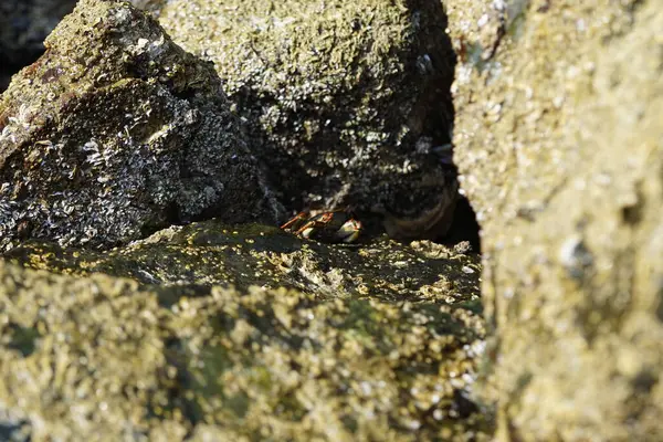 Grapsus tenuicrustatus yengeci Nisan ayında Khor Fakkan Sahili 'nde Umman Körfezi yakınlarındaki kayalara tırmanır. Grapsus tenuicrustatus (İnce kabuklu kaya yengeci, Natal lightfoot crab), başsız kabuklu bir yengeç türüdür. Khor Fakkan, Sharjah, BAE.                        