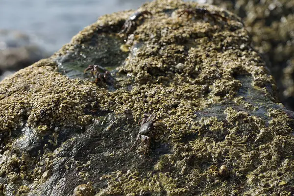 Grapsus tenuicrustatus yengeçleri Nisan ayında Khor Fakkan Sahili 'ndeki Umman Körfezi yakınlarındaki kayalara tırmanır. Grapsus tenuicrustatus (İnce kabuklu kaya yengeci, Natal lightfoot crab), başsız kabuklu bir yengeç türüdür. Khor Fakkan, Sharjah, BAE.                       
