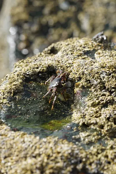 Grapsus tenuicrustatus yengeçleri Nisan ayında Khor Fakkan Sahili 'ndeki Umman Körfezi yakınlarındaki kayalara tırmanır. Grapsus tenuicrustatus (İnce kabuklu kaya yengeci, Natal lightfoot crab), başsız kabuklu bir yengeç türüdür. Khor Fakkan, Sharjah, BAE.                       