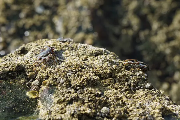 Grapsus tenuicrustatus yengeçleri Nisan ayında Khor Fakkan Sahili 'ndeki Umman Körfezi yakınlarındaki kayalara tırmanır. Grapsus tenuicrustatus (İnce kabuklu kaya yengeci, Natal lightfoot crab), başsız kabuklu bir yengeç türüdür. Khor Fakkan, Sharjah, BAE.                       
