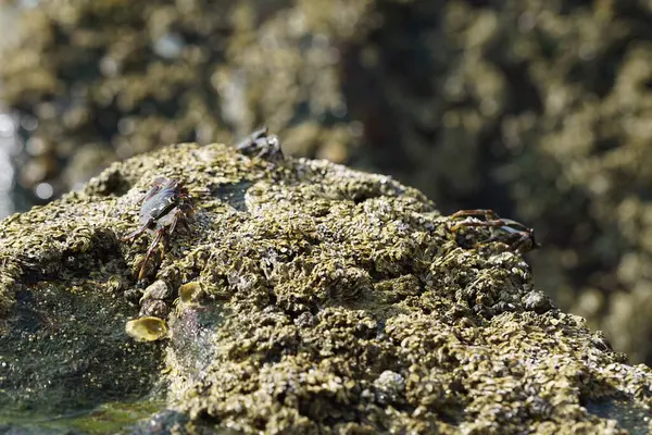 Grapsus tenuicrustatus yengeçleri Nisan ayında Khor Fakkan Sahili 'ndeki Umman Körfezi yakınlarındaki kayalara tırmanır. Grapsus tenuicrustatus (İnce kabuklu kaya yengeci, Natal lightfoot crab), başsız kabuklu bir yengeç türüdür. Khor Fakkan, Sharjah, BAE.                       