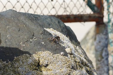 Grapsus tenuicrustatus yengeci Nisan ayında Khor Fakkan Sahili 'nde Umman Körfezi yakınlarındaki kayalara tırmanır. Grapsus tenuicrustatus (İnce kabuklu kaya yengeci, Natal lightfoot crab), başsız kabuklu bir yengeç türüdür. Khor Fakkan, Sharjah, BAE.                           